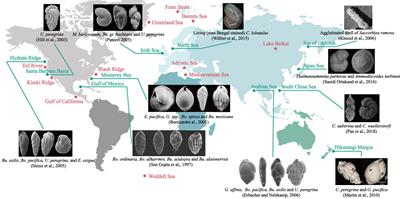 Foraminifera associated with cold seeps in marine sediments